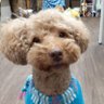 レンタル なぞの おいちゃん🐶 犬とメタトロンと私 的头像