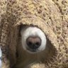 亜出乱守's profile picture