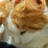 Profilbild von 眠大葉