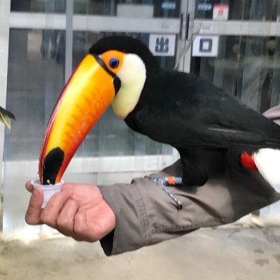 mayumi /旅とご飯's profile picture