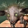 Zaznaika's profile picture