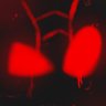 Red-Back (Comms are Open :p)'s profile picture