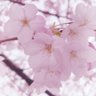 🌙💫Yuki❄️⛸️ profil fotoğrafı