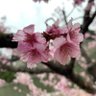 リリィ's profile picture