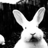 DAISY profil fotoฤrafฤฑ