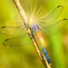 Dragonfly 🇺🇲🇺🇲🇺🇲🇺🇲🇺🇲 的头像