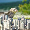 Laughing Ferret 的头像