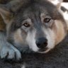 ShyWolf's profile picture