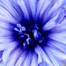 Lovely Blues's profile picture
