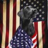 KatBallo🇺🇸 profil fotoğrafı