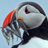 The Kentish Birdwatcher's profile picture
