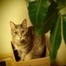 灰色タヌキネコ profil fotoğrafı