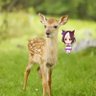 Фото профиля 🍚セイヤ🦌@スペのトレーナー🐴