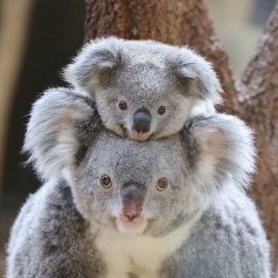 らすかる's profile picture