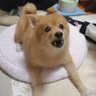 Nobu 的头像