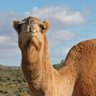 The clever camel 的头像