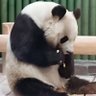 彩旦🐼 profil fotoğrafı