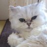 ゆきこ111222 profil fotoğrafı