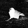 crow 𓅨 的头像