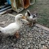 ムラカミ農園 profil fotoğrafı