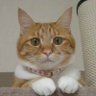 りらん profil fotoğrafı