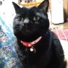 Profilbild von ねこまま