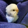 mi💙🐦ki🌿🌙✷410 的头像