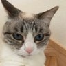 こけこけ's profile picture