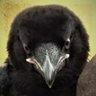 Ferdinand KLAR profil fotoğrafı