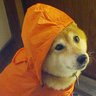 Profilbild von マリ子親方