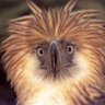 King of Birds 🇺🇸🦅🐕 profil fotoğrafı
