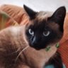 La gata Christie's profile picture