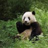 Wandering Panda's profile picture