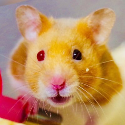QueuePetit's profile picture