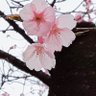 空と風's profile picture