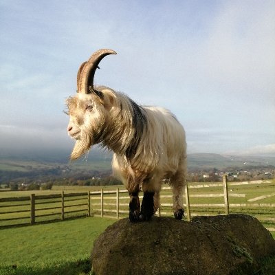 BleakholtF's profile picture