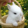 🍄う🐰 profil fotoğrafı