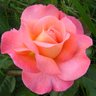 Victoria Williams's profile picture