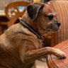 Real Dog profil fotoğrafı