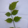 Фото профиля ralf01