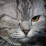 YaY_ChanG profil fotoğrafı