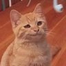 mooshoo's profile picture
