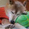 Фото профиля yutaka4848🐕🐾🎮💻_φ(・_・