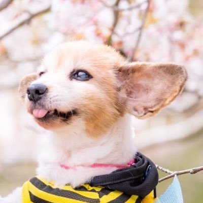 hime1207taso's profile picture