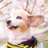 Фото профиля ひめたそ 17歳ミックス犬