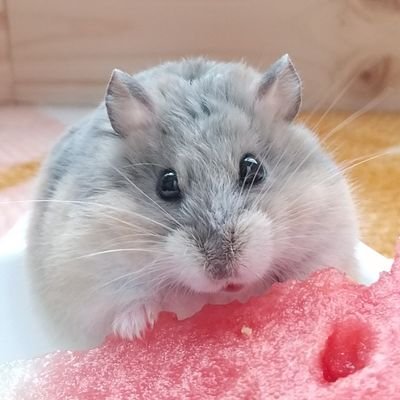 そらまめハム垢's profile picture
