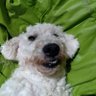 Profilbild von Afro