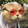 Profilbild von Halilus