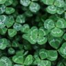 Lucky profil fotoğrafı