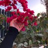 Фото профиля ريما